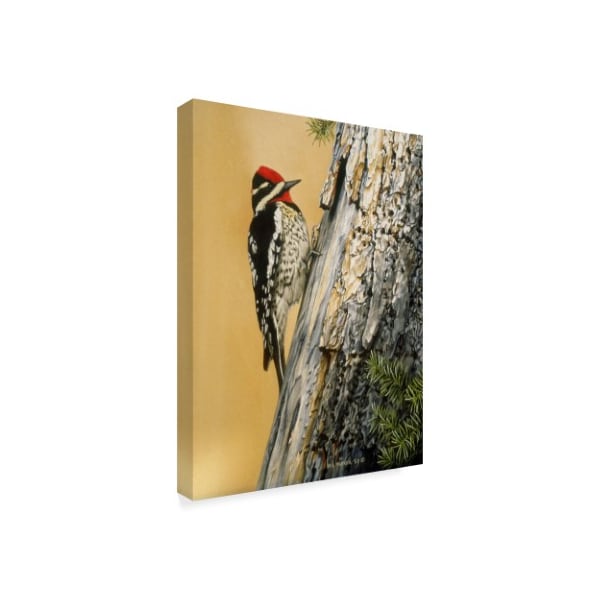 Ron Parker 'Yellow Bellied Sapsucker' Canvas Art,35x47